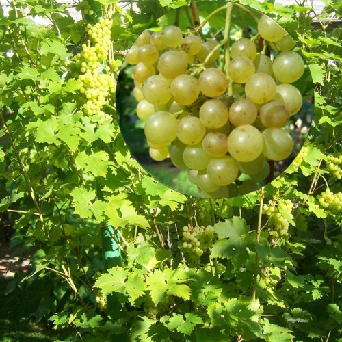 Vitis vinifera 'Ciravas Agra' - Harilik viinapuu 'Ciravas Agra' C7/7L